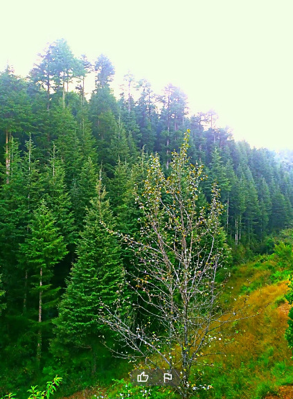 View of traditional Kumaoni village houses